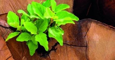 Resiliencia y manejo de crisis