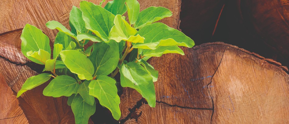 Resiliencia en tiempos de crisis